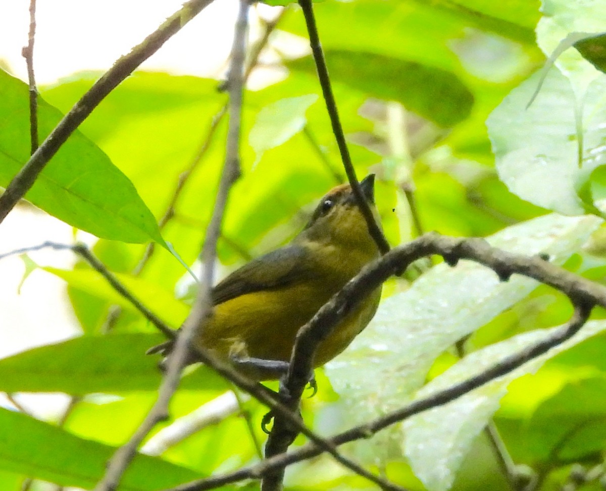 Fulvous-vented Euphonia - ML642692299