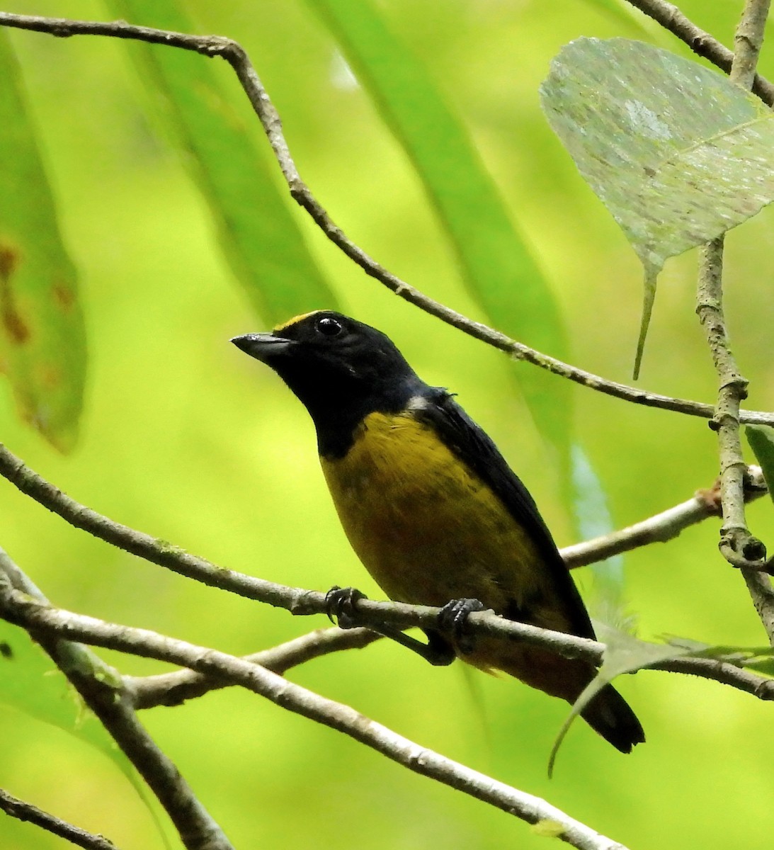 Fulvous-vented Euphonia - ML642692300