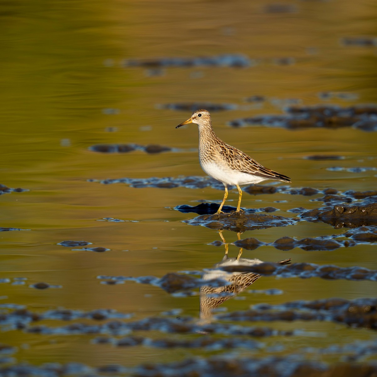Pectoral Sandpiper - ML642692301