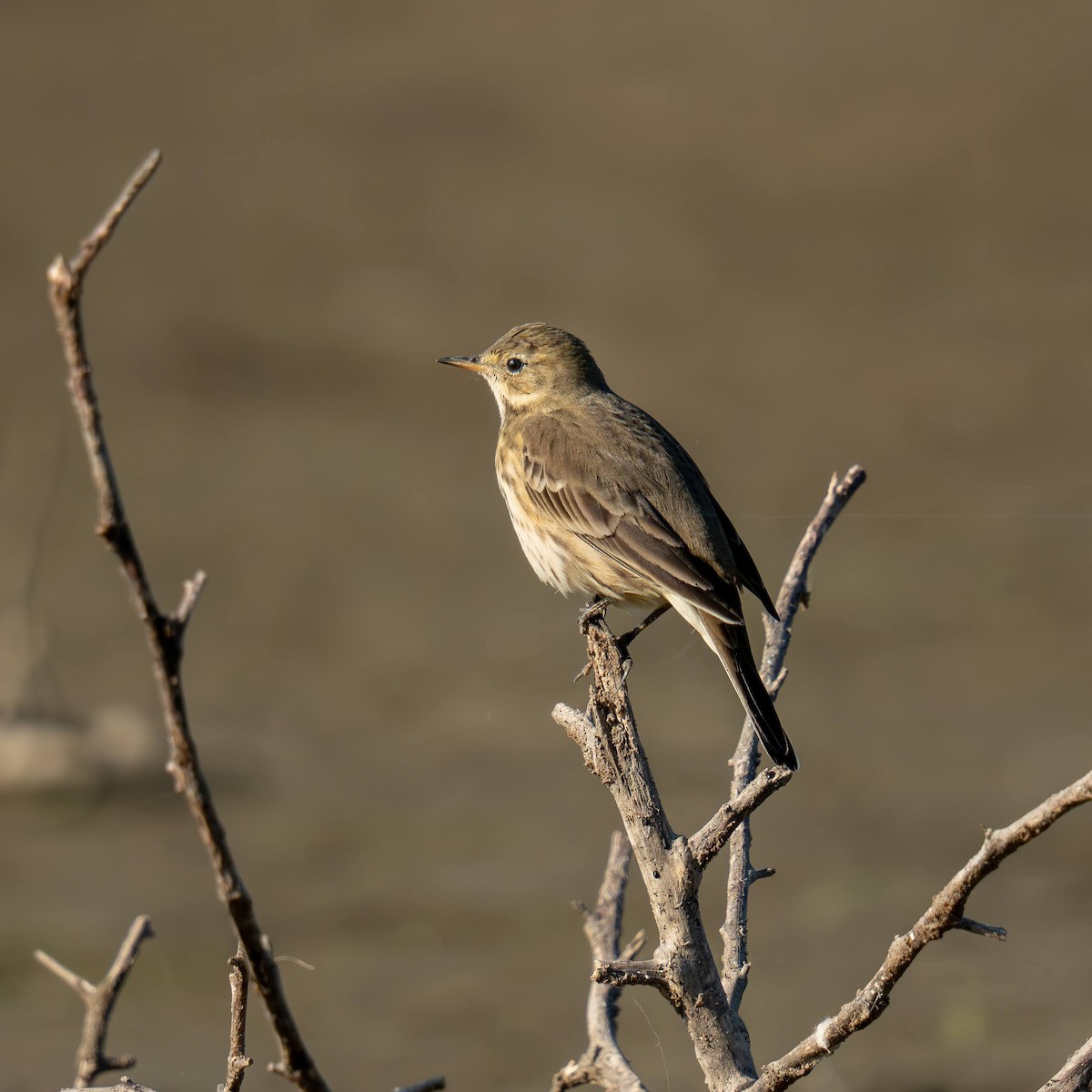 American Pipit - ML642692303