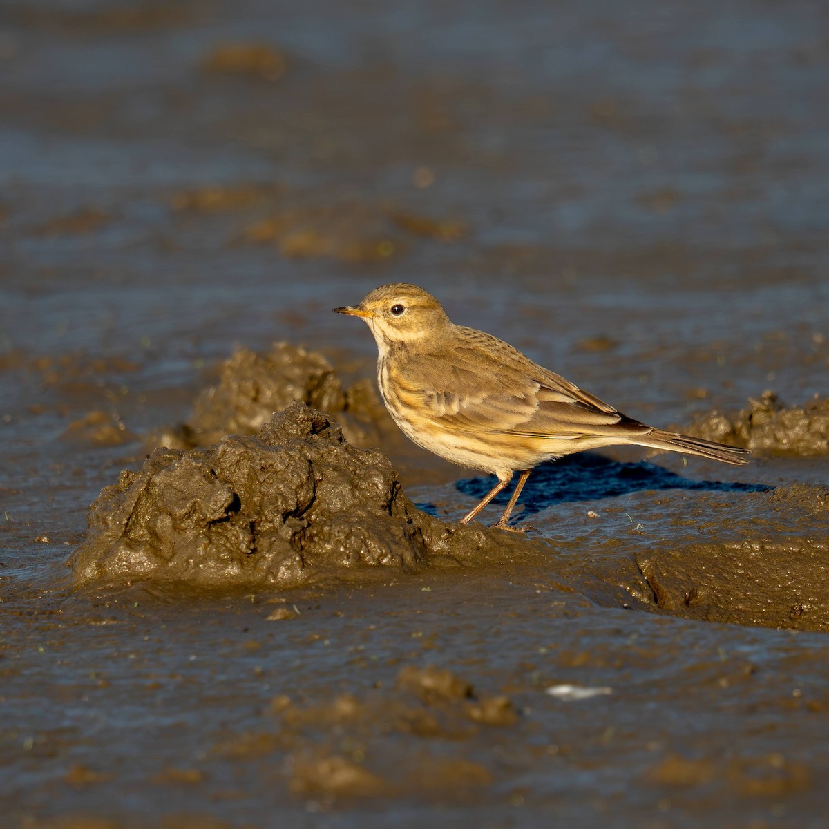 American Pipit - ML642692304