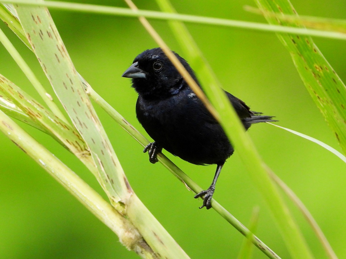 Blue-black Grassquit - ML642692305