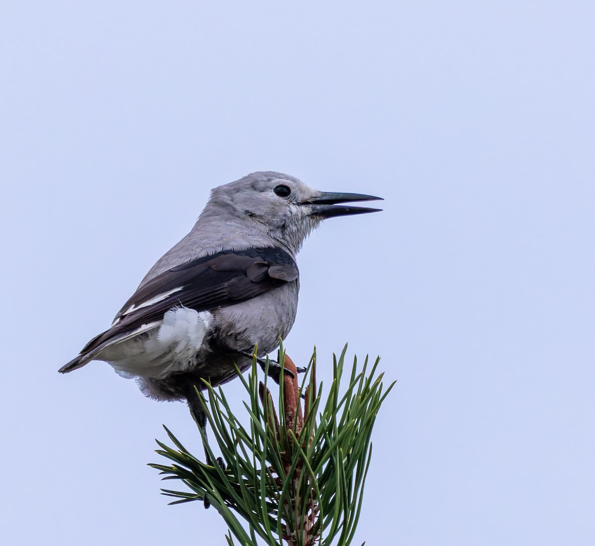 Clark's Nutcracker - ML642692309