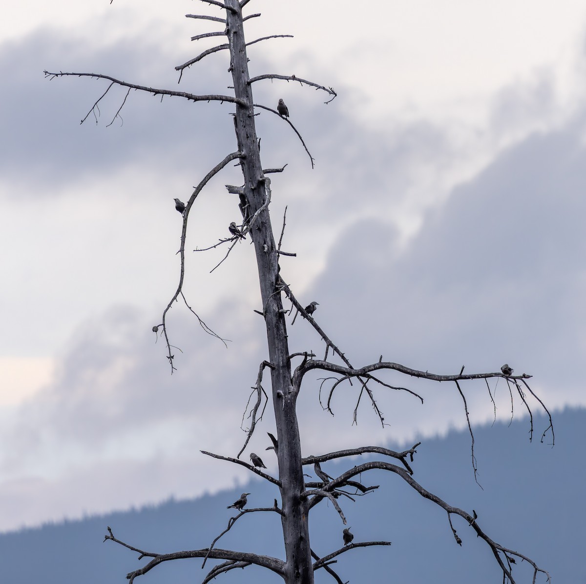 Clark's Nutcracker - ML642692310