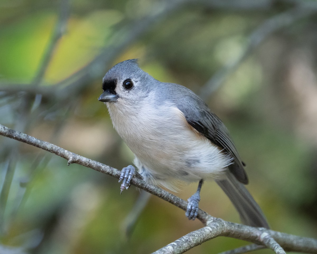 Tufted Titmouse - ML642692311