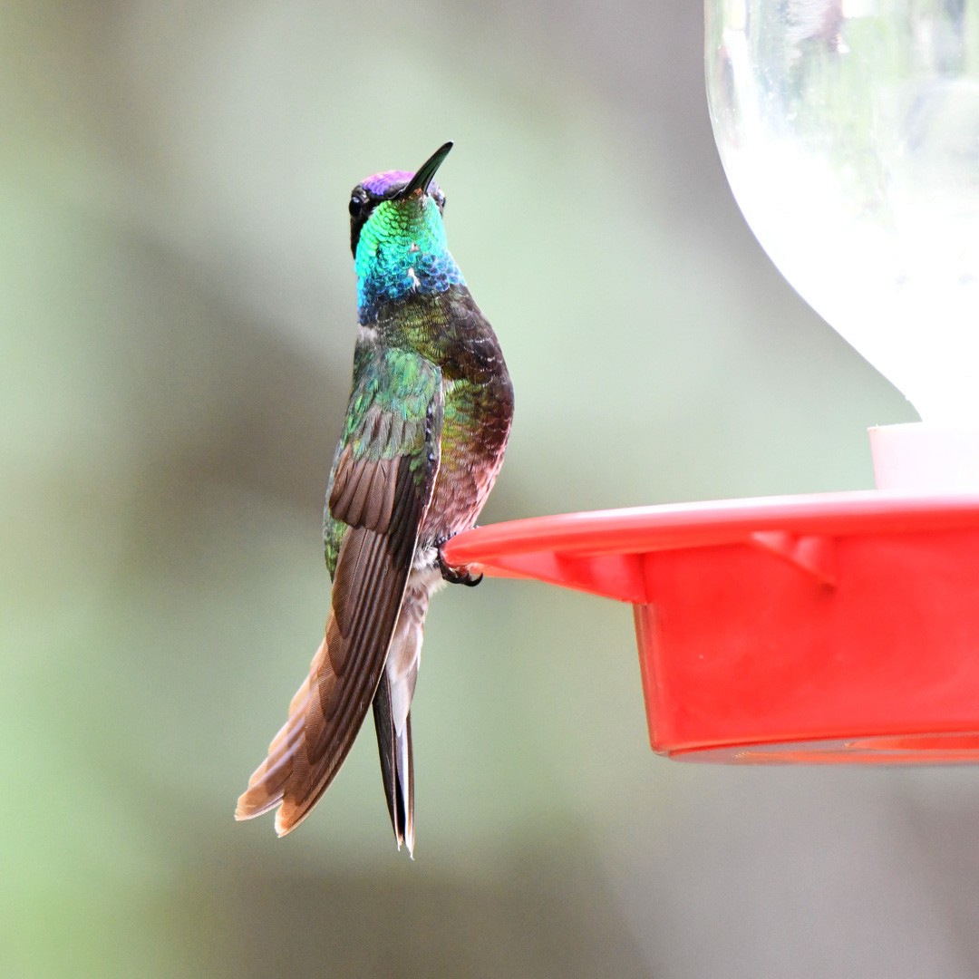 Rivoli's Hummingbird - ML642692312
