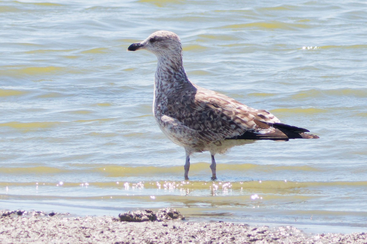 Lesser Black-backed Gull - ML642692313
