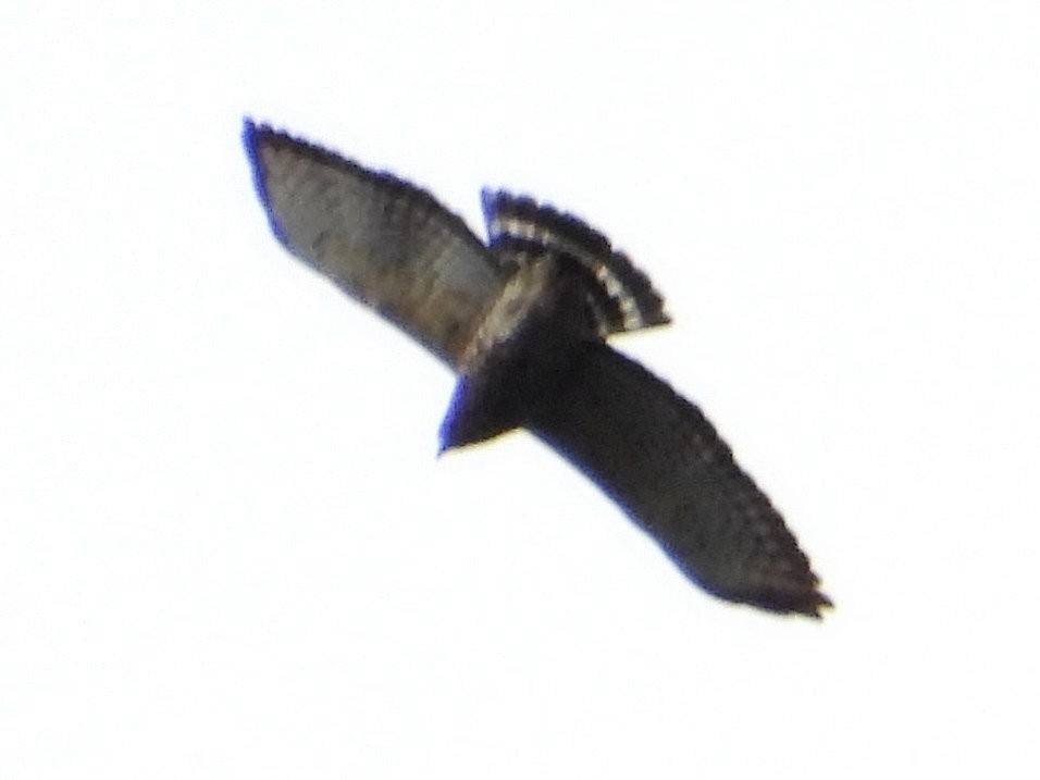 Broad-winged Hawk - ML642692314