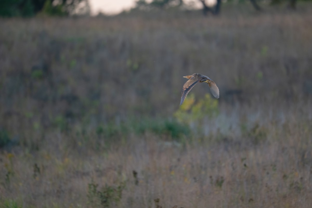 American Bittern - ML642692316
