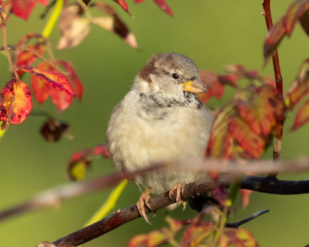 House Sparrow - ML642692317
