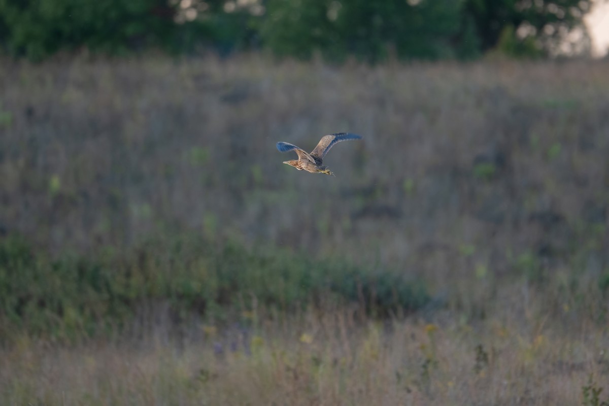 American Bittern - ML642692318