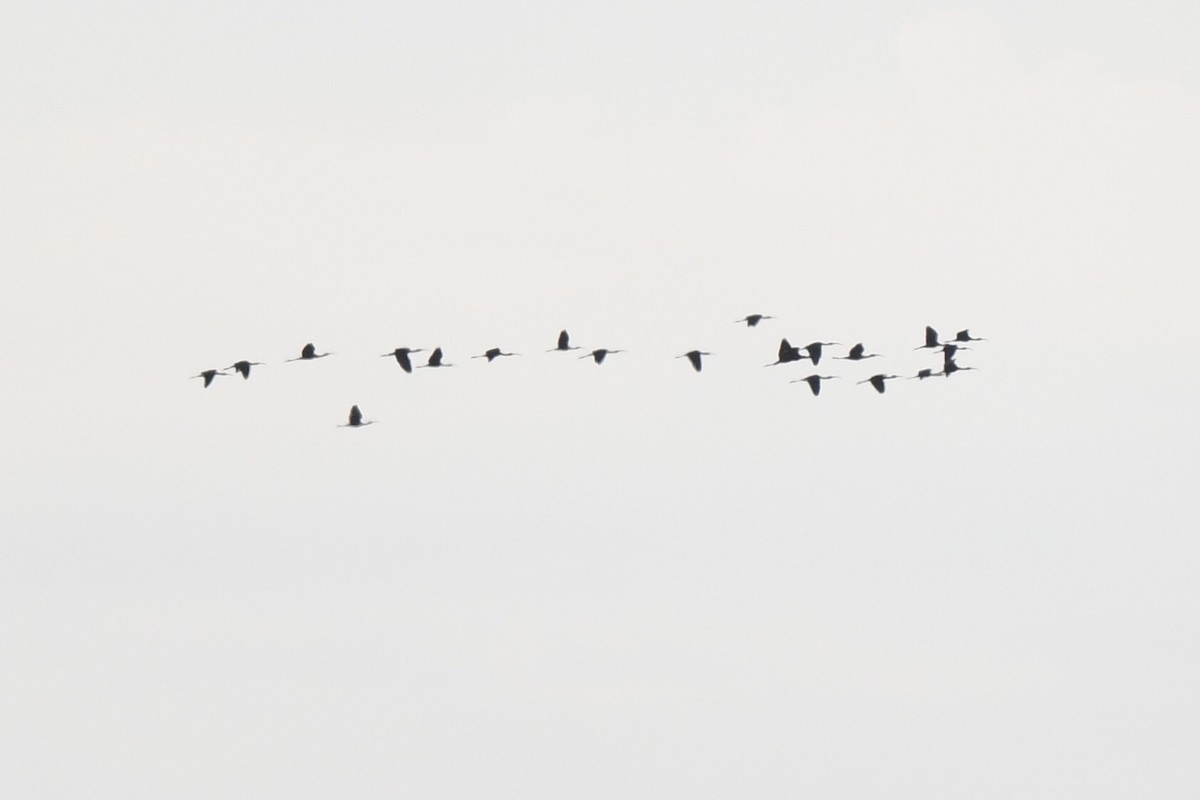 White-faced Ibis - ML642692320