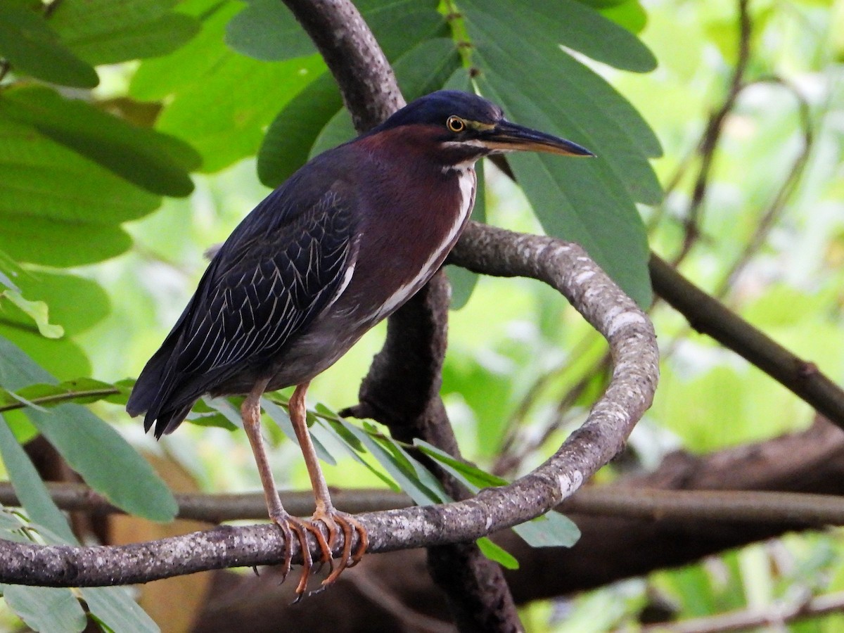 Green Heron - ML642692321