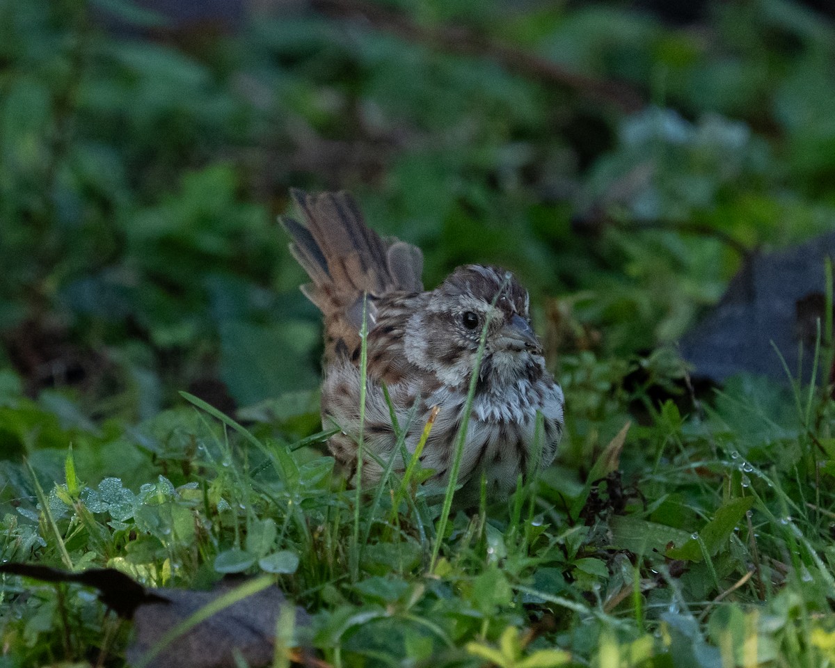 Song Sparrow - ML642692322