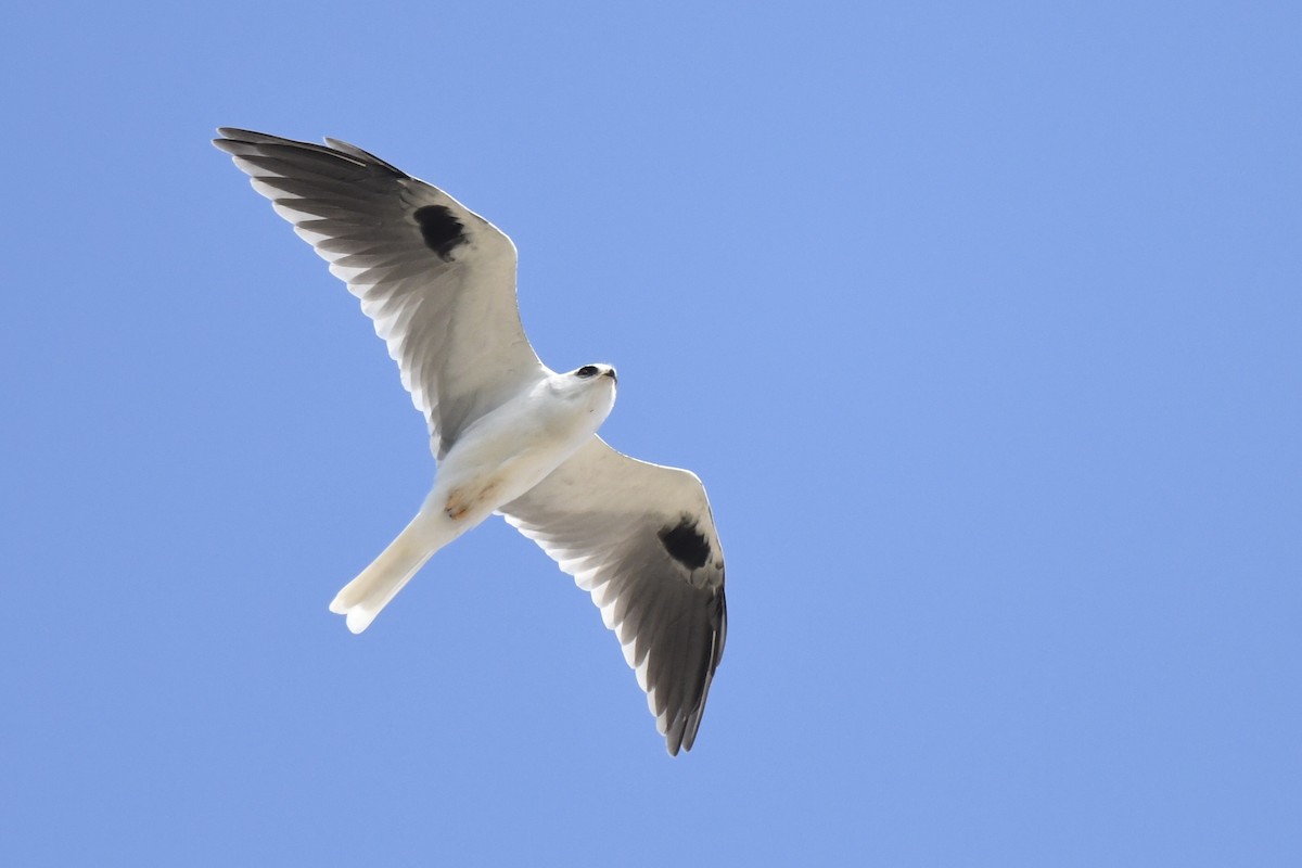 White-tailed Kite - ML642692323