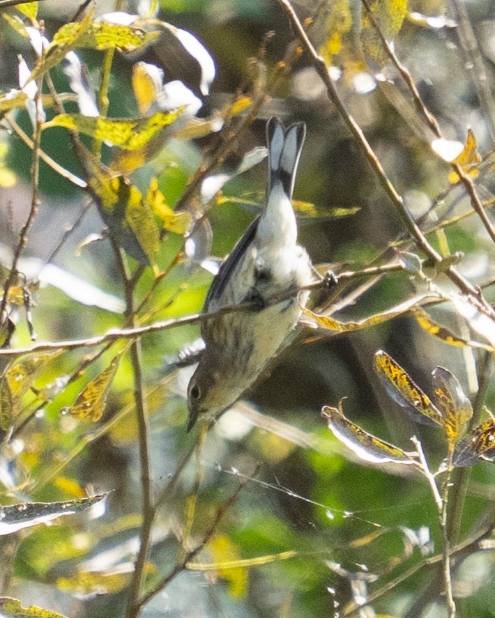 Yellow-rumped Warbler - ML642692324