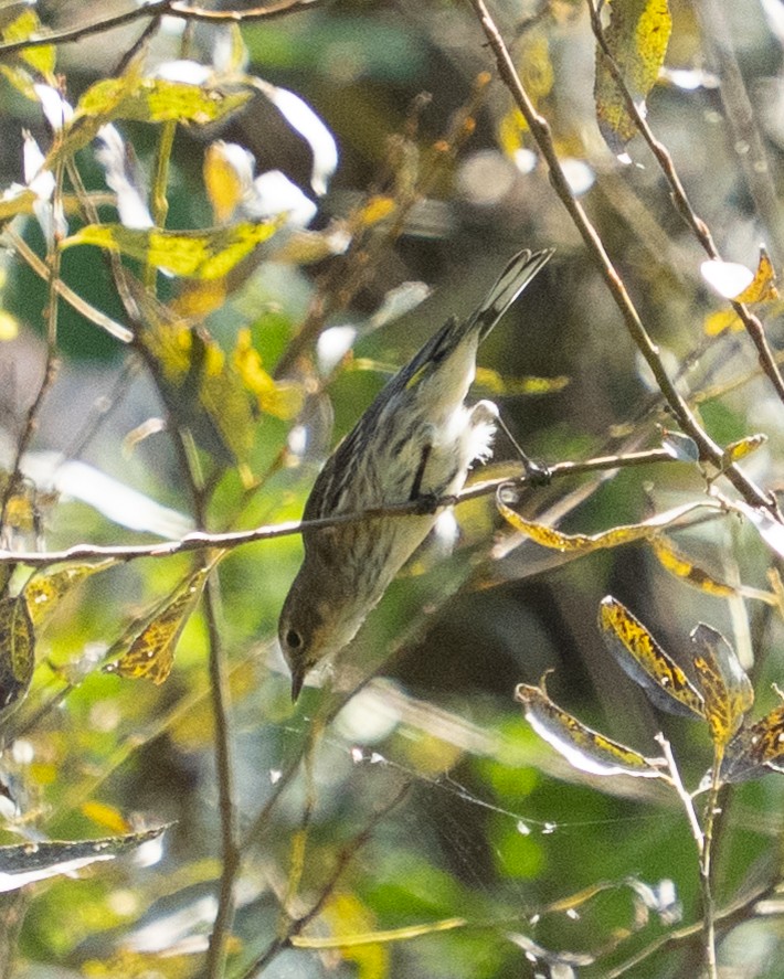 Yellow-rumped Warbler - ML642692325