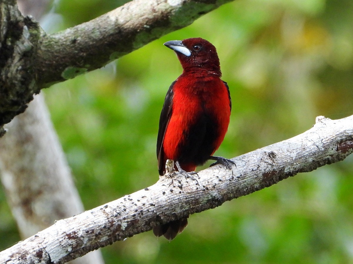 Crimson-backed Tanager - ML642692326