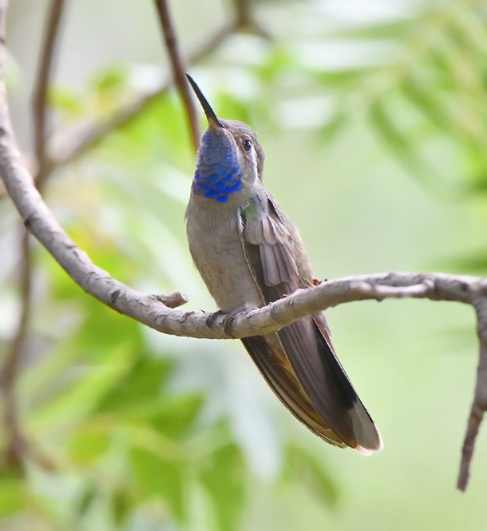 Blue-throated Mountain-gem - ML642692327