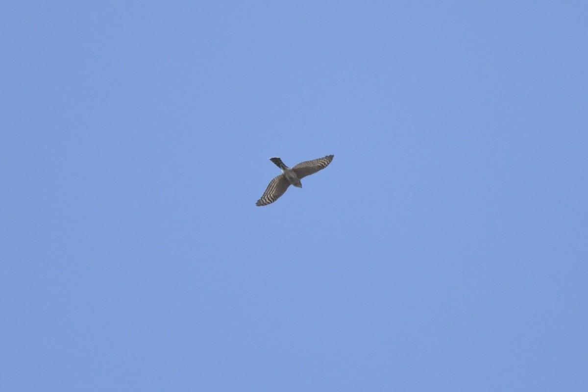 Sharp-shinned/Cooper's Hawk - ML642692329