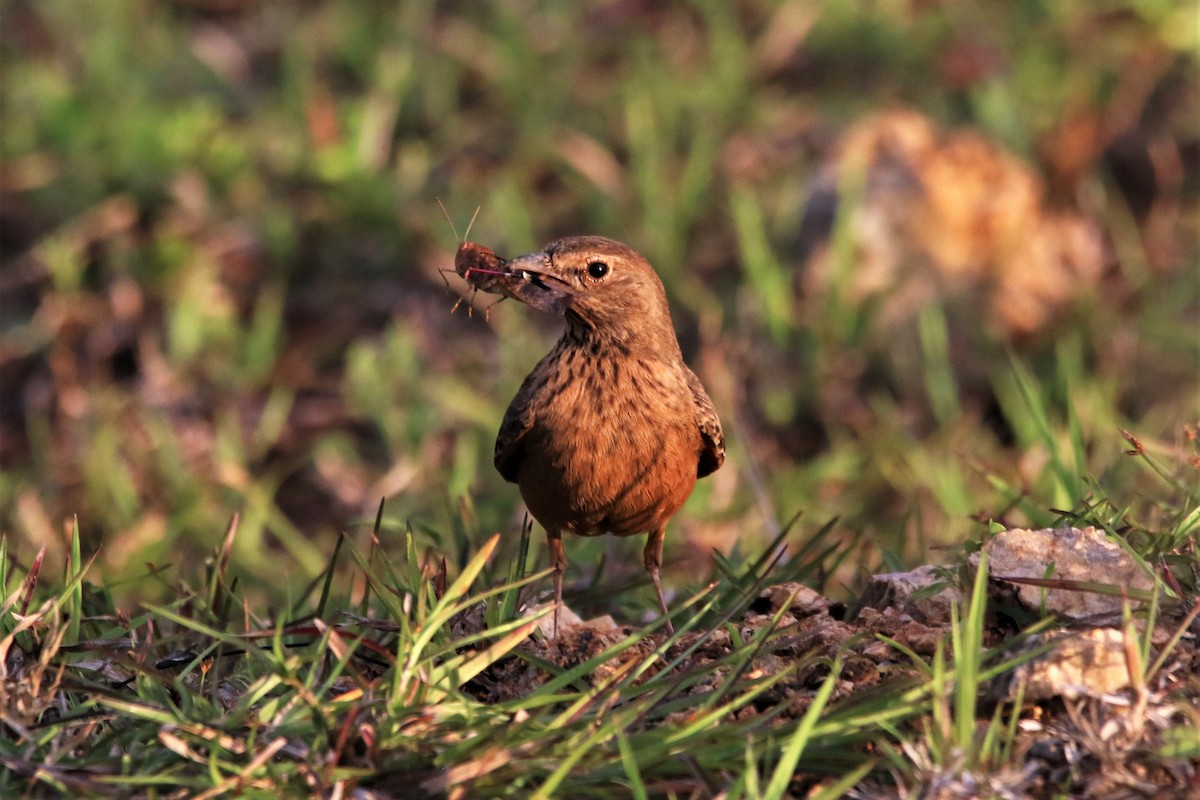 Rufous-tailed Lark - ML642692338