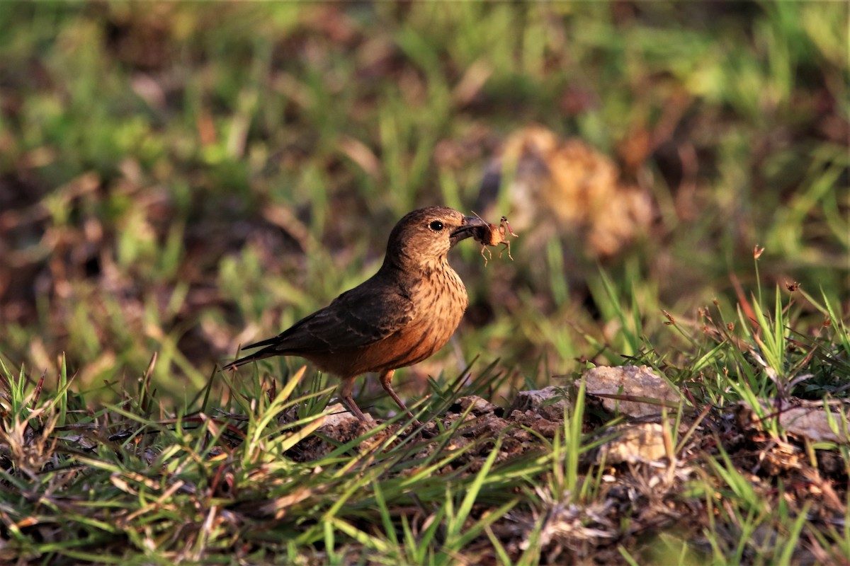 Rufous-tailed Lark - ML642692339