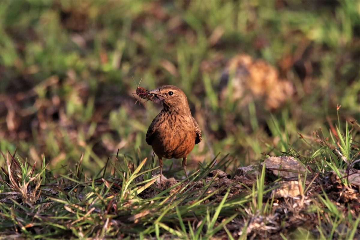 Rufous-tailed Lark - ML642692340