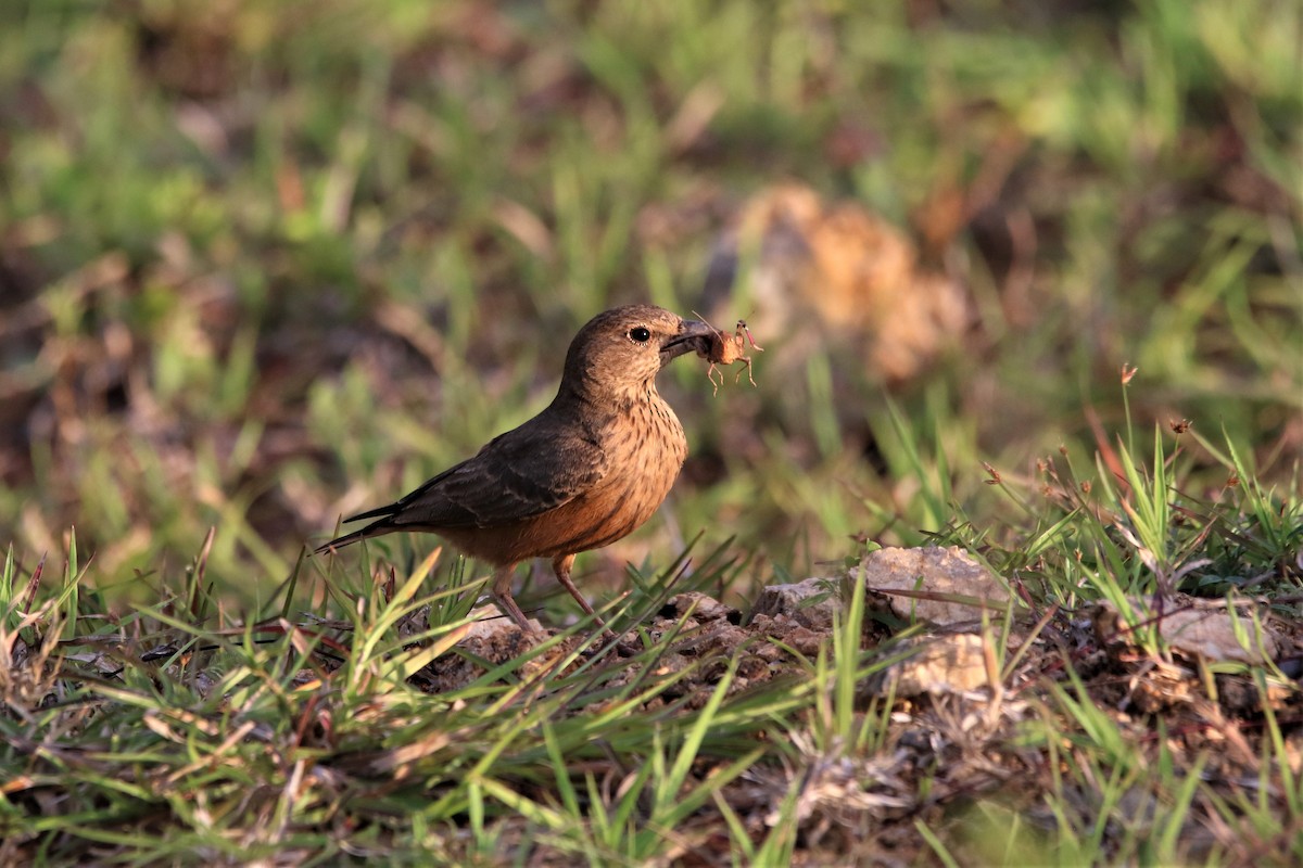 Rufous-tailed Lark - ML642692341