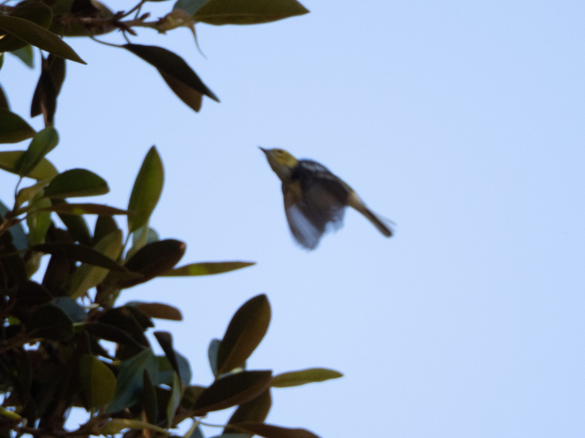 Black-throated Green Warbler - ML642692344