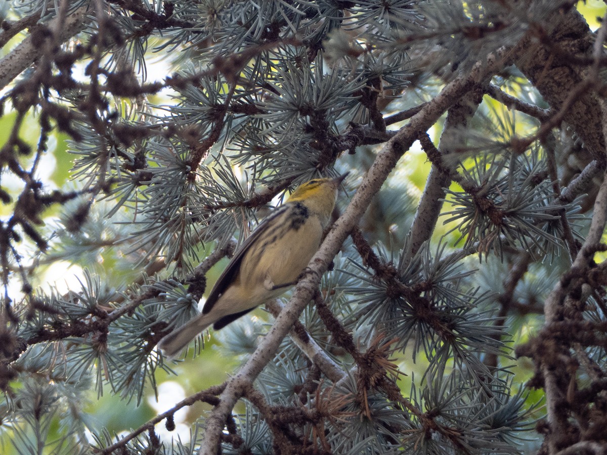 Black-throated Green Warbler - ML642692351