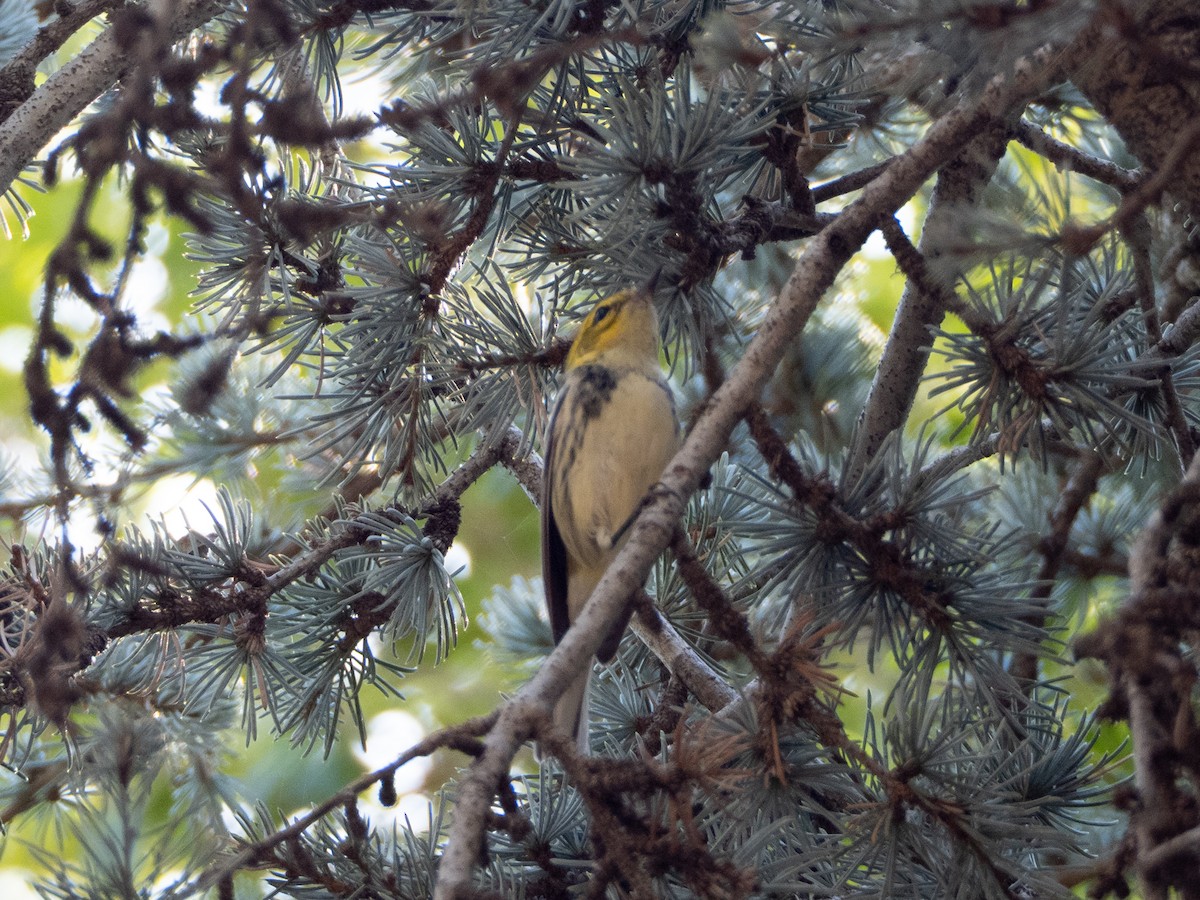 Black-throated Green Warbler - ML642692352
