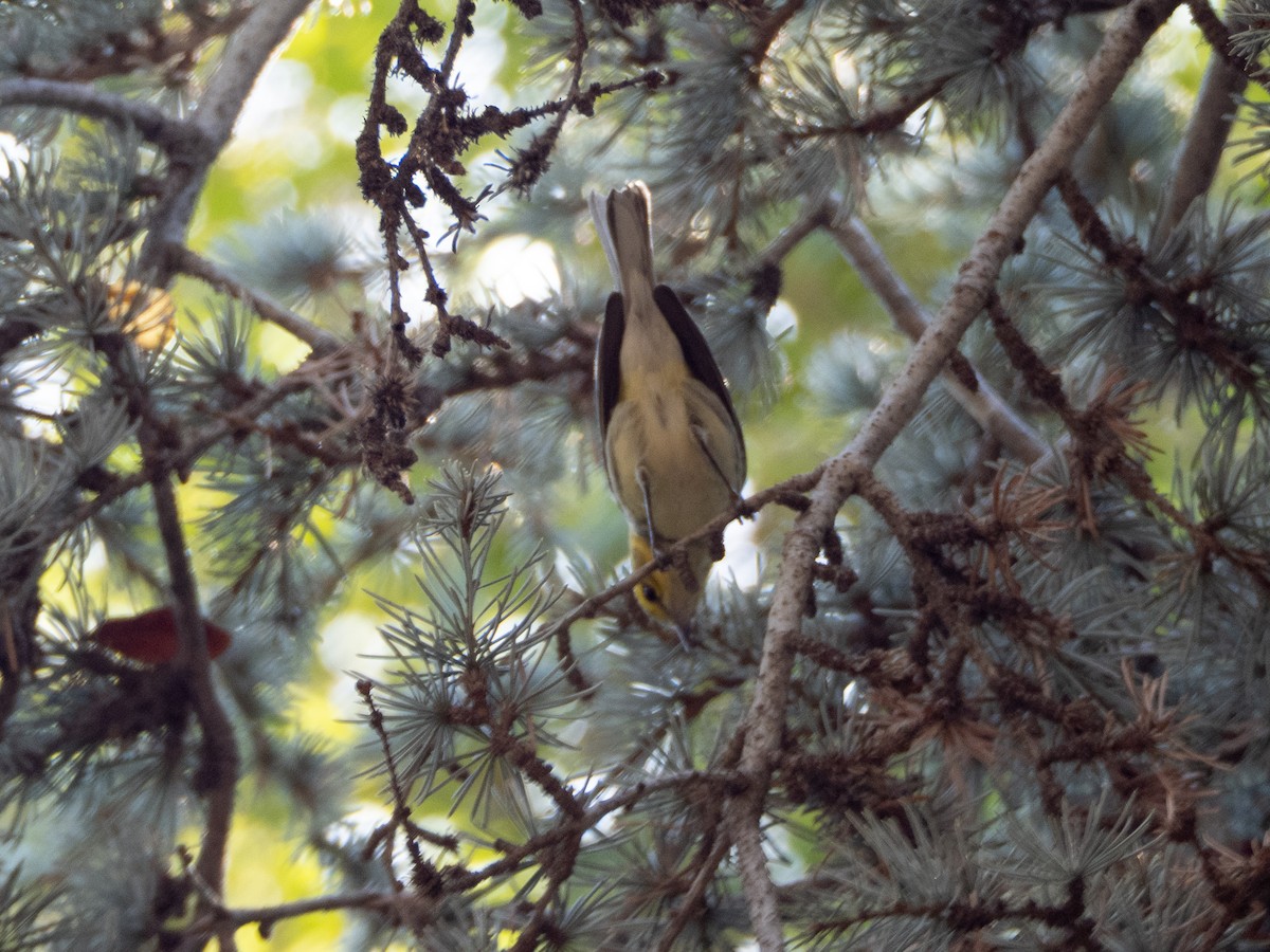 Black-throated Green Warbler - ML642692354