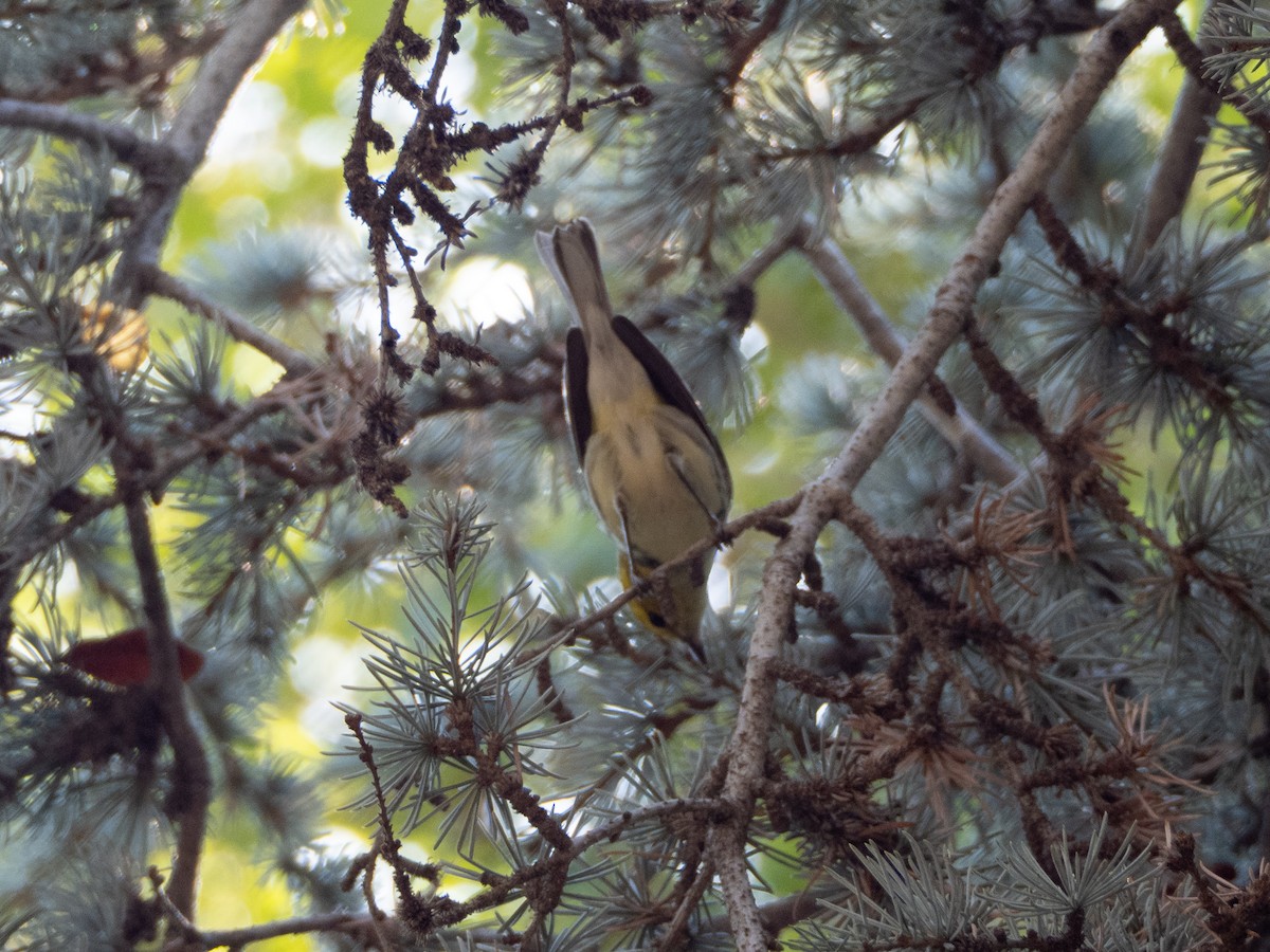 Black-throated Green Warbler - ML642692355