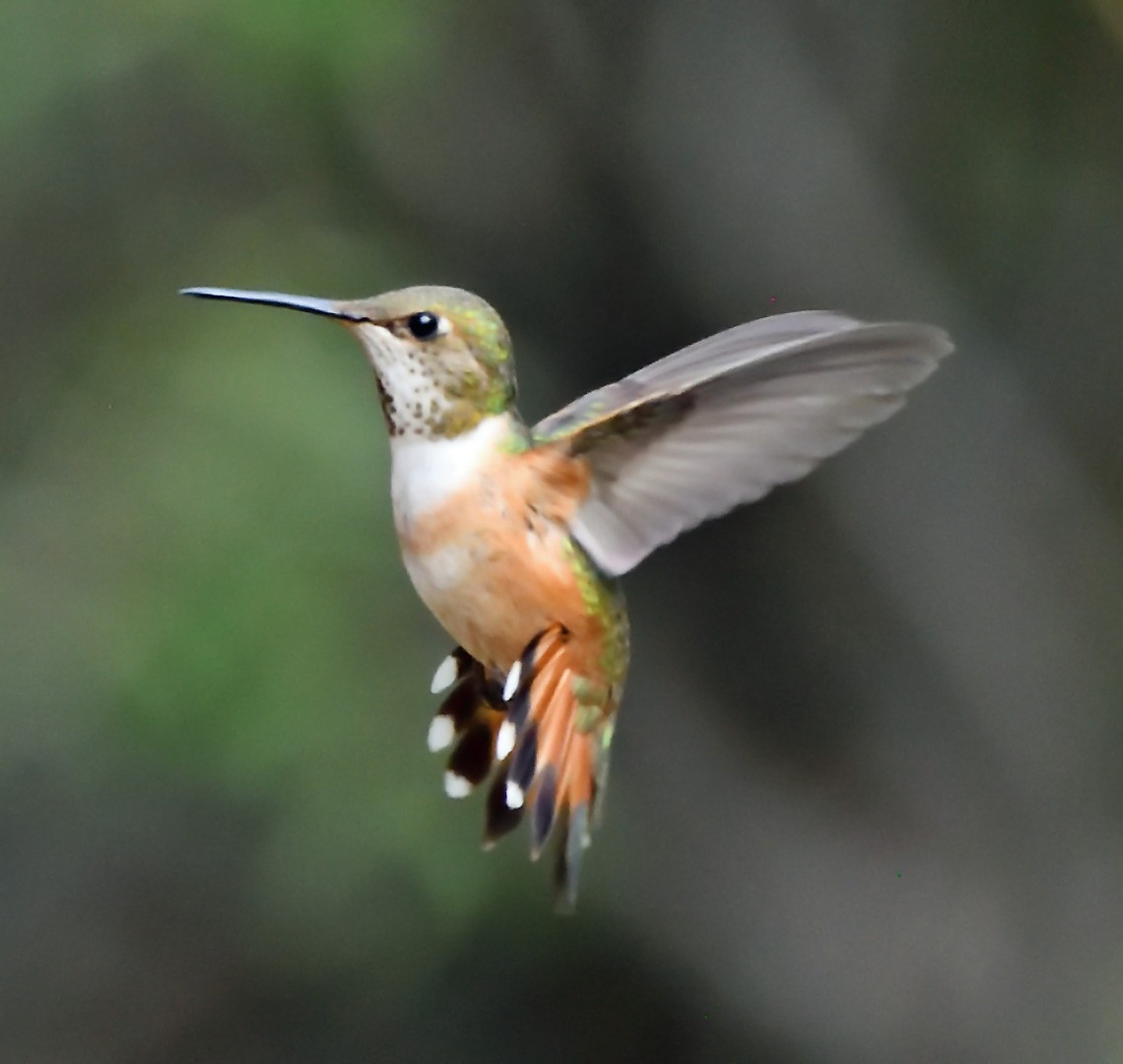 Rufous Hummingbird - ML642692356