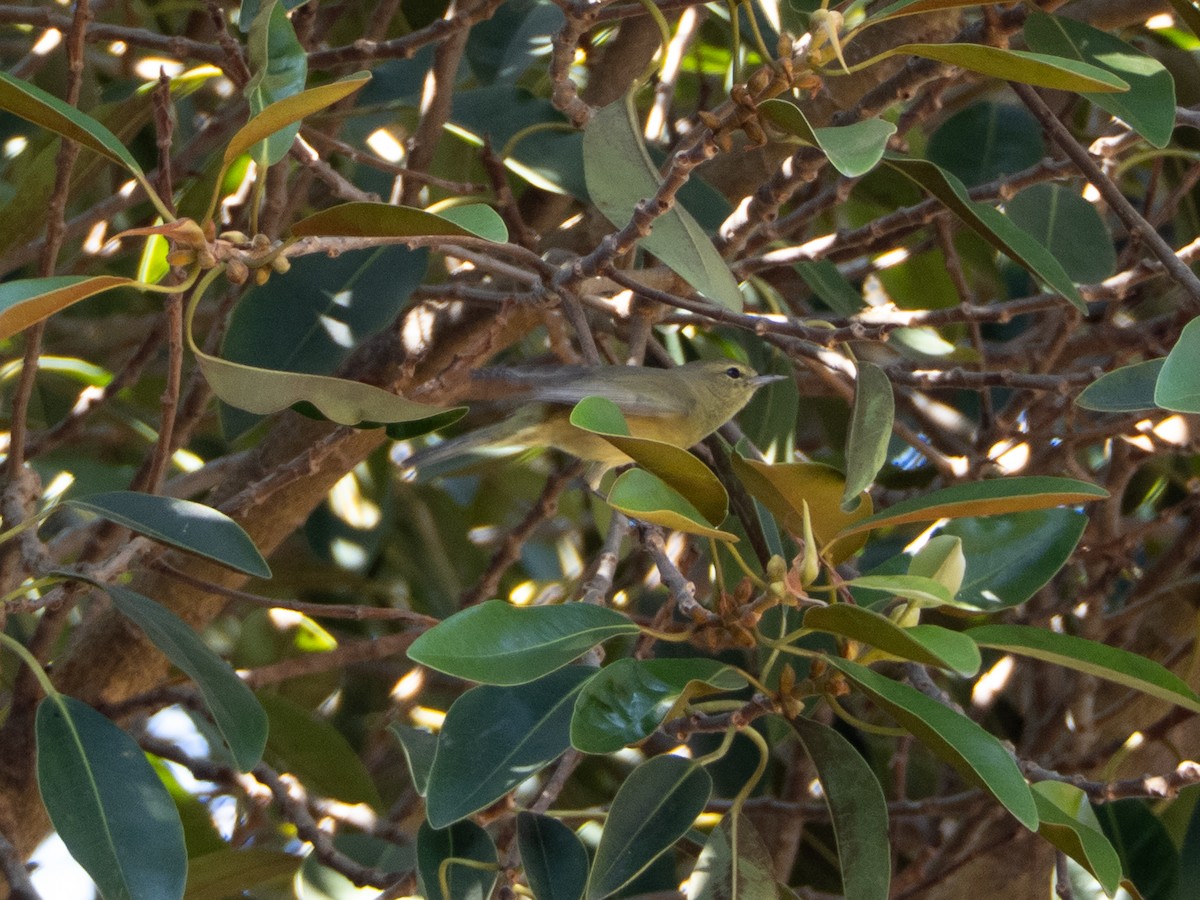 Orange-crowned Warbler - ML642692359