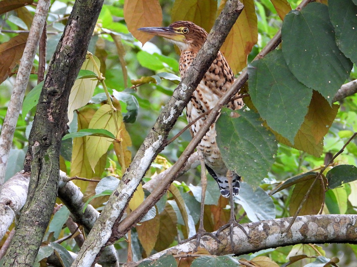 Rufescent Tiger-Heron - ML642692364