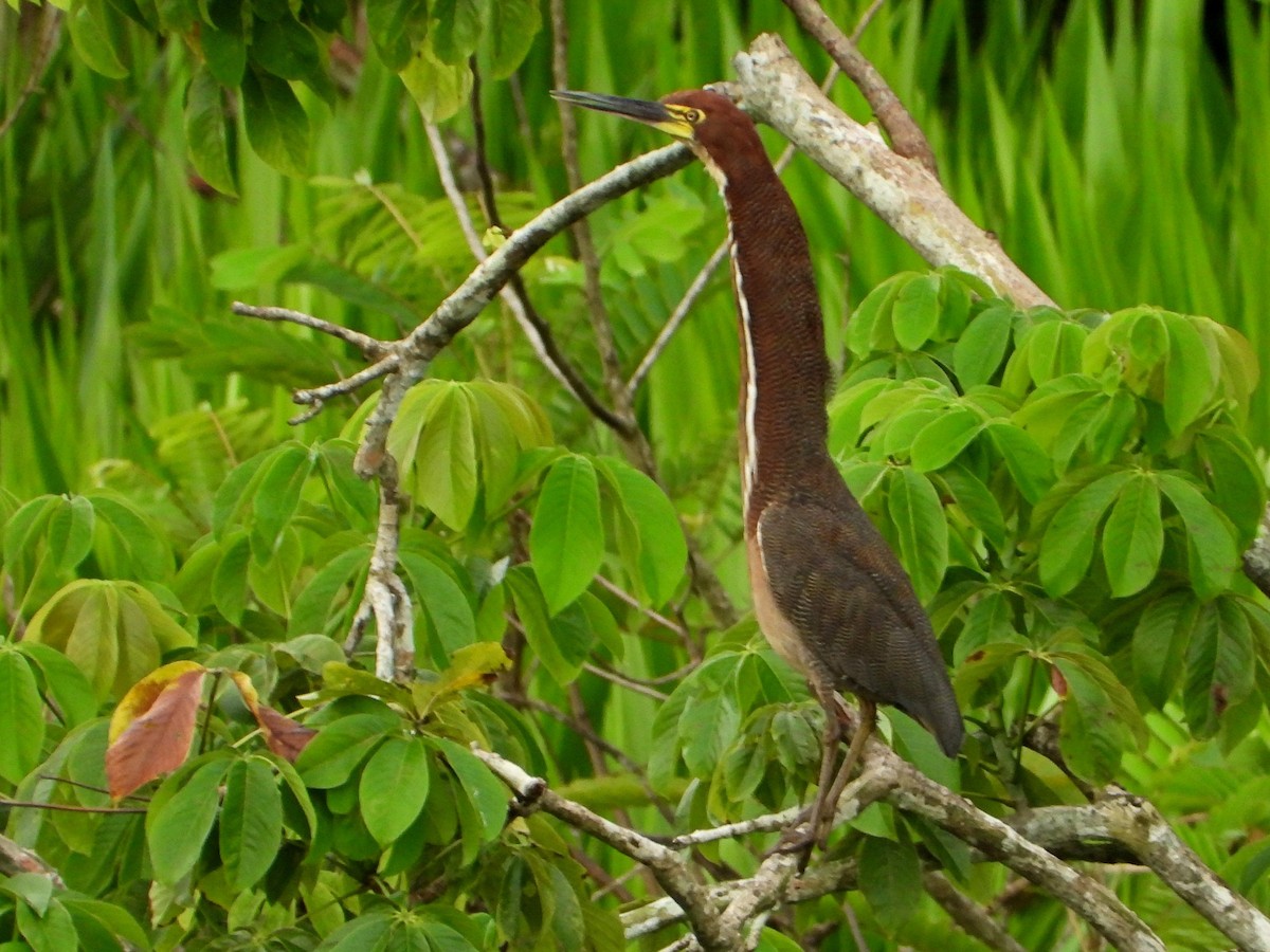 Rufescent Tiger-Heron - ML642692365