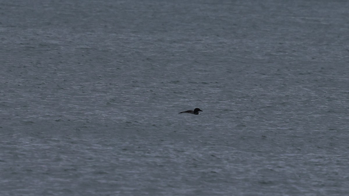 Common Loon - ML642692374