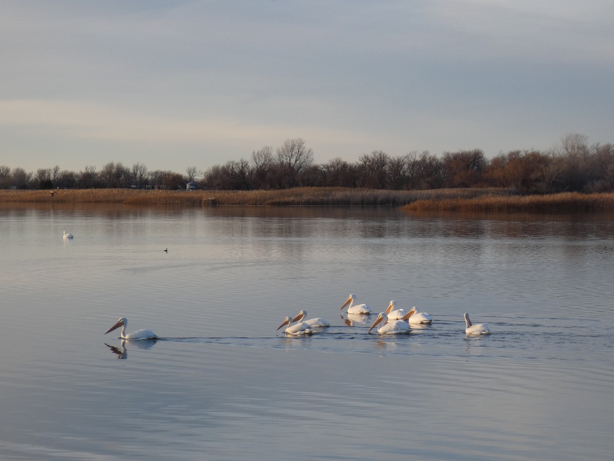 American White Pelican - ML642692375