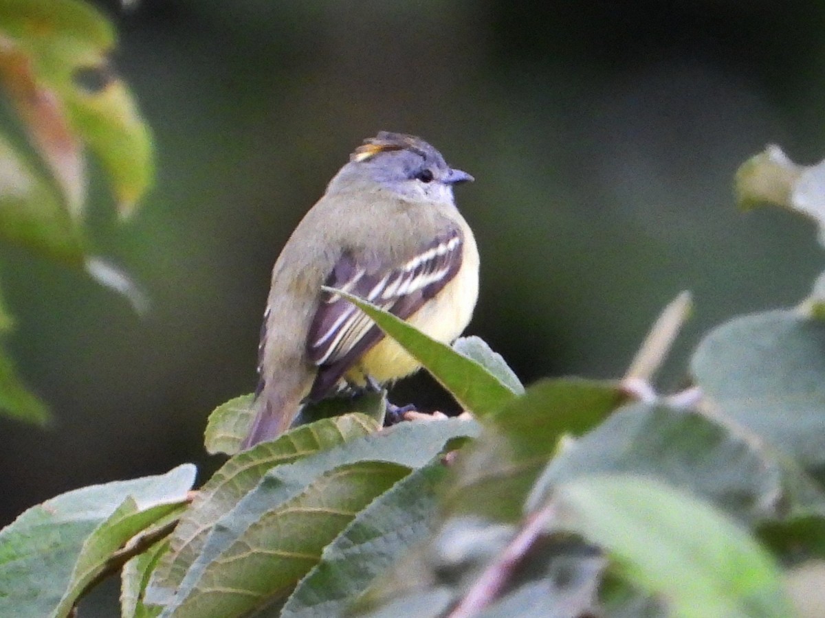 Yellow-crowned Tyrannulet - ML642692376
