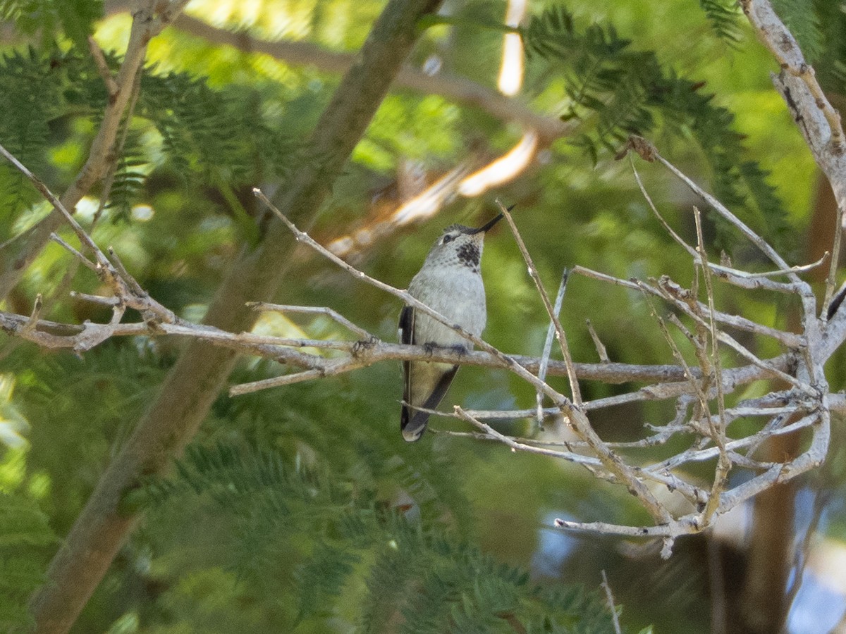 Anna's Hummingbird - ML642692378