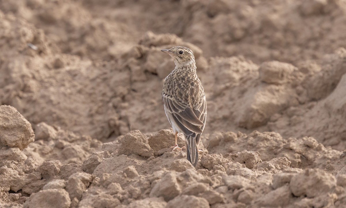 Puna Pipit - ML642692379