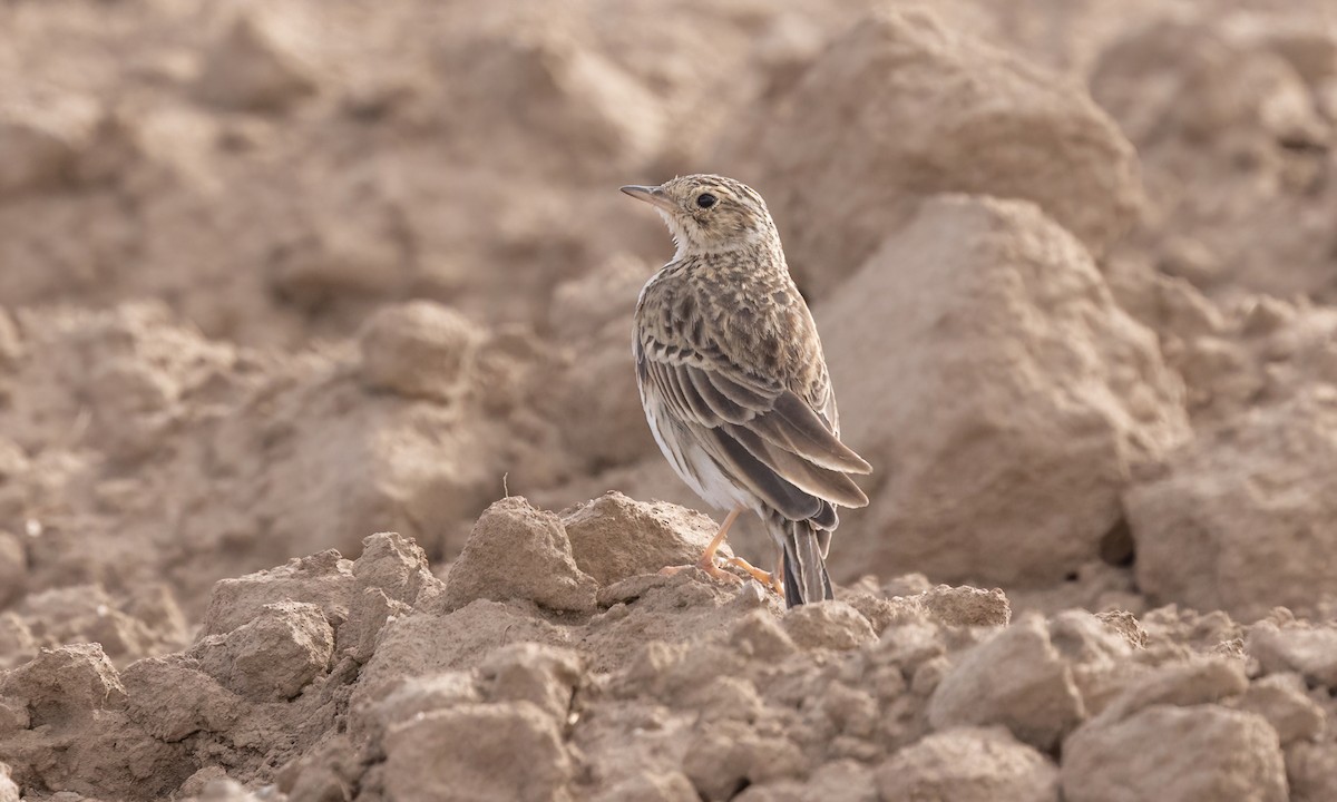 Puna Pipit - ML642692380