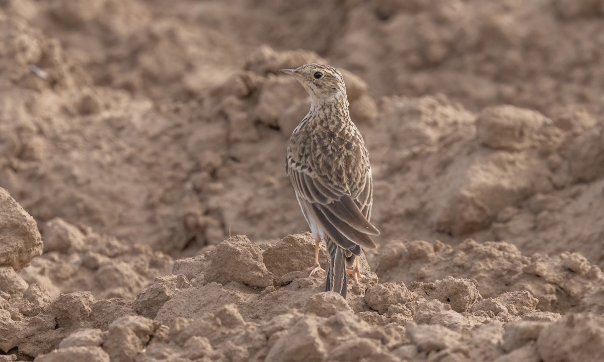 Puna Pipit - ML642692381