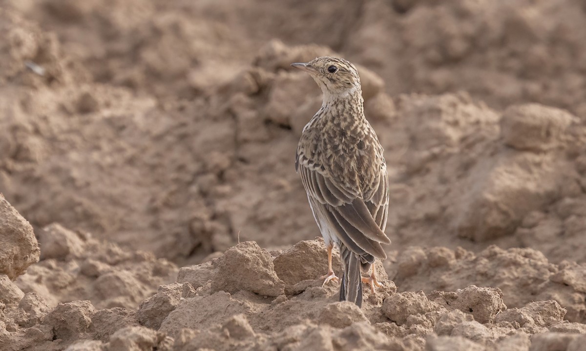 Puna Pipit - ML642692382