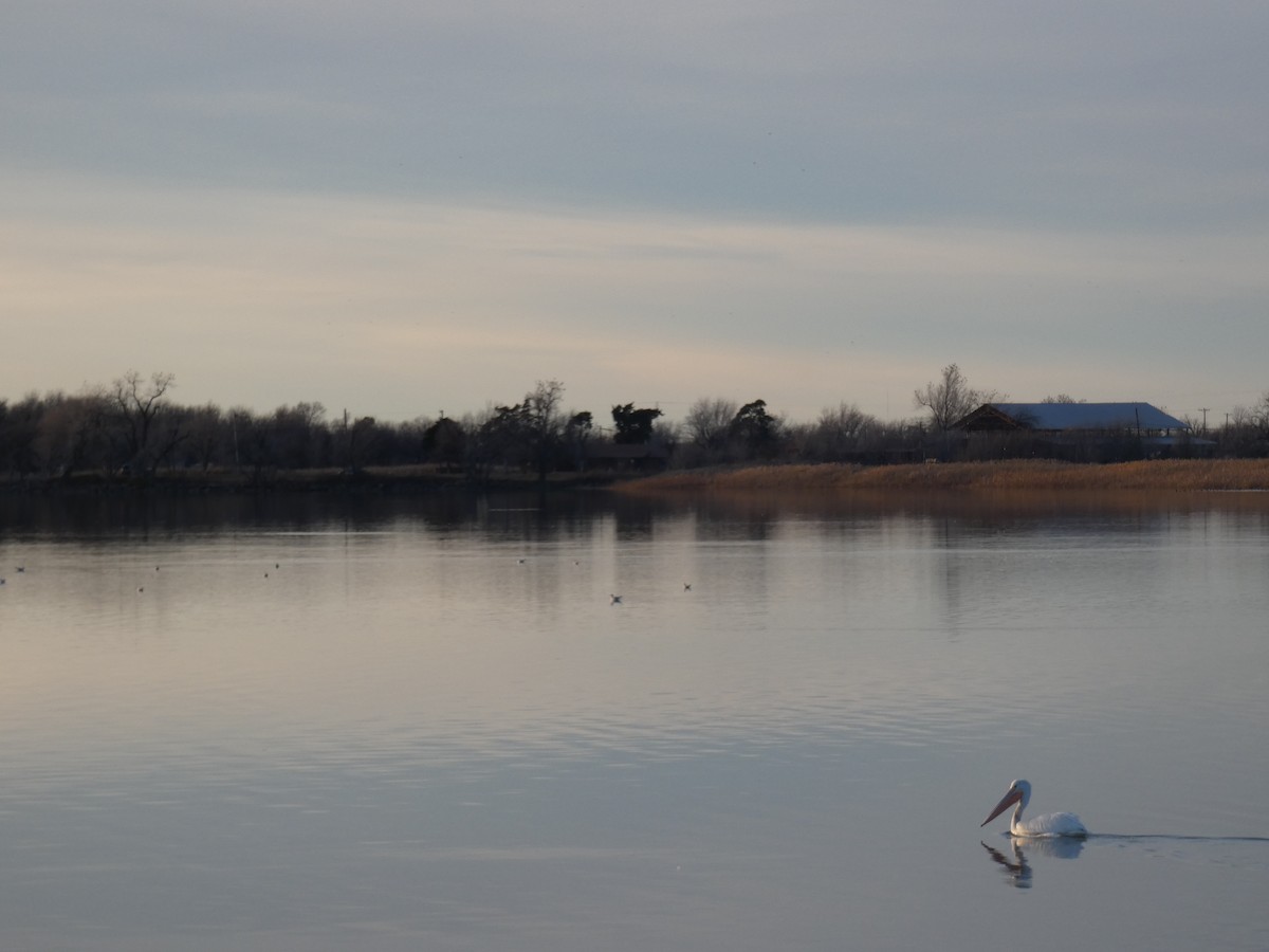 American White Pelican - ML642692383
