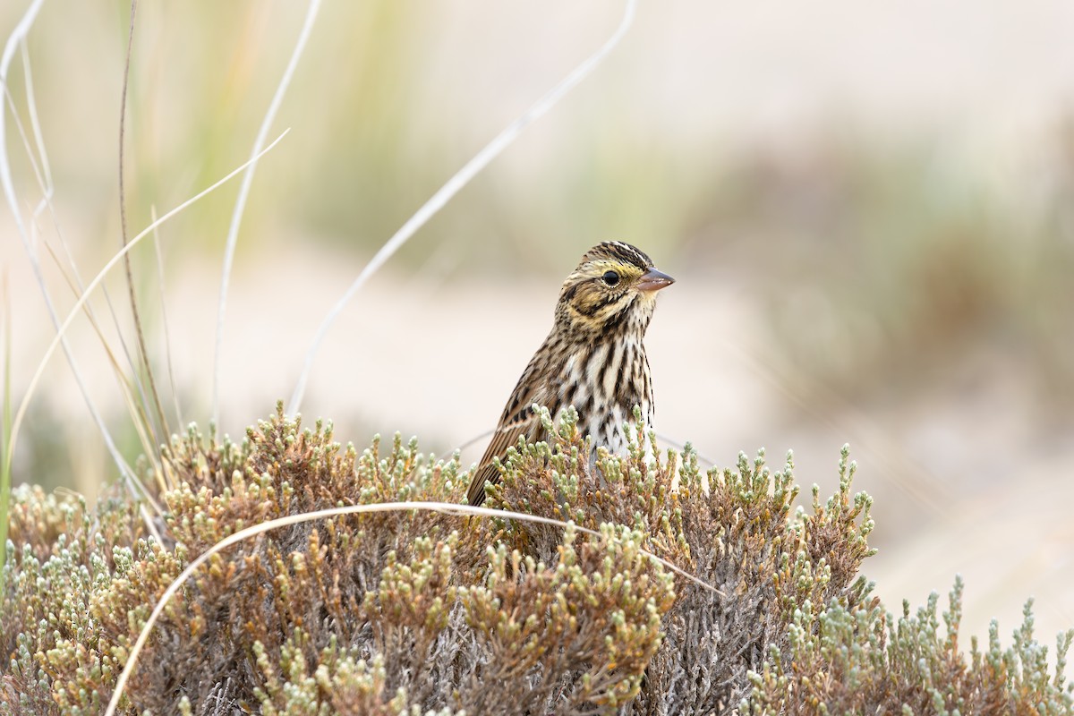 Savannah Sparrow - ML642692386