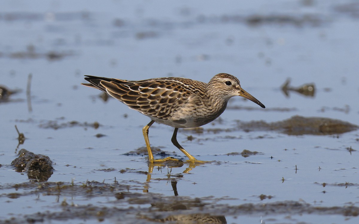 Pectoral Sandpiper - ML642692399
