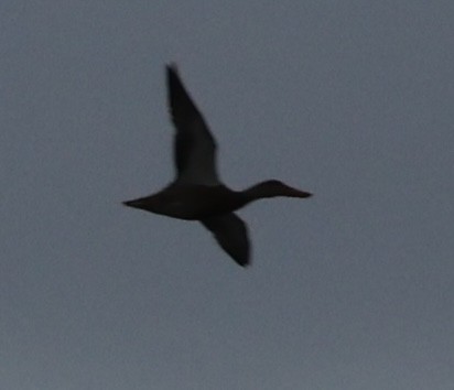 loon sp. - ML642692401