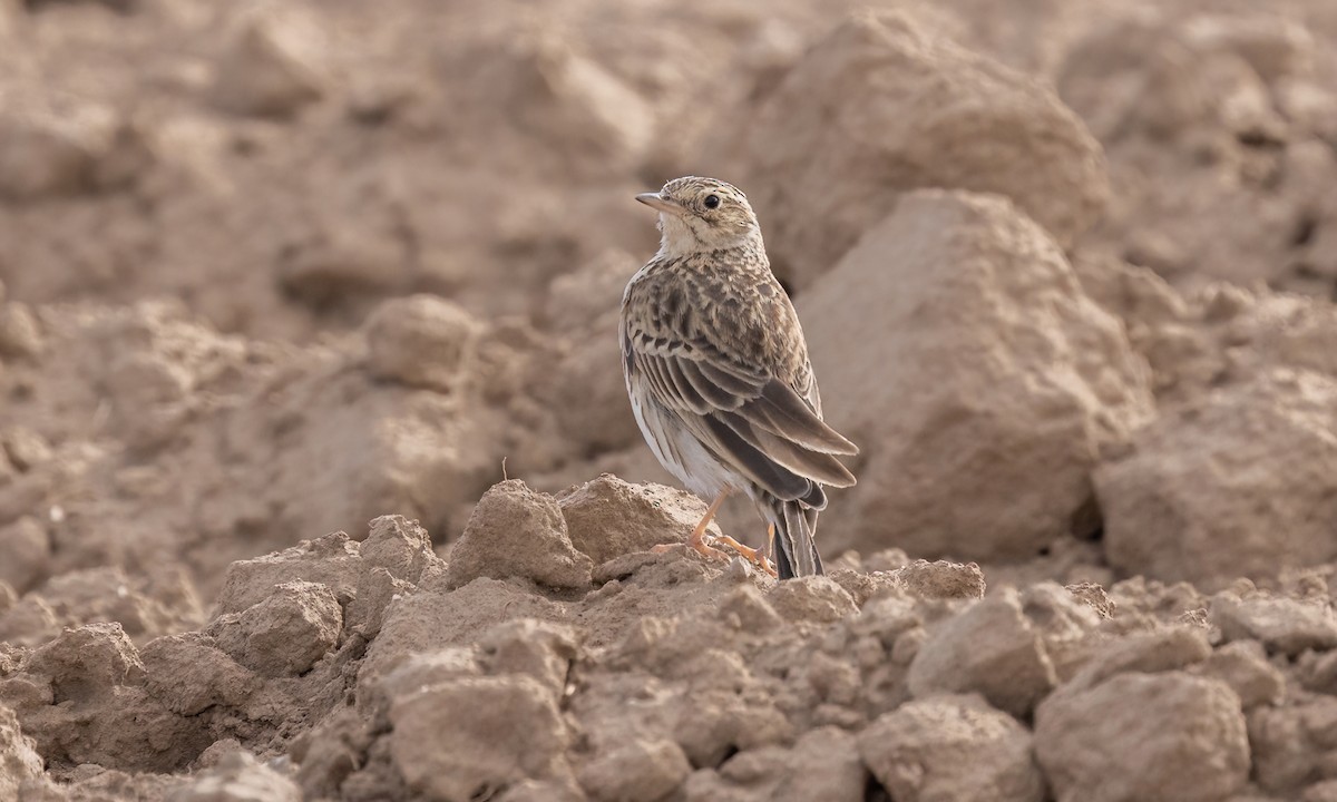 Puna Pipit - ML642692406